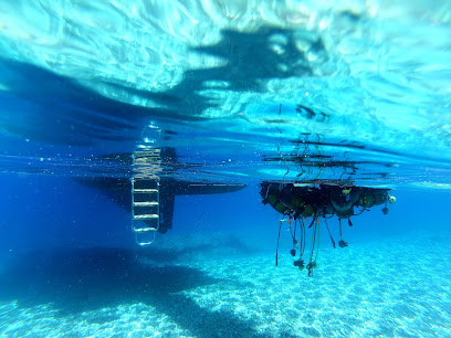 Pardus VIP Diving