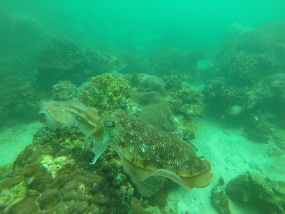 Scuba Shade