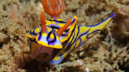 Goblin Diving Center