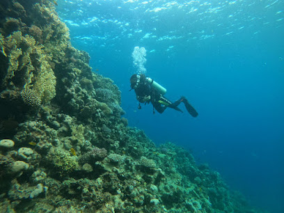 Freelance Dive instructor