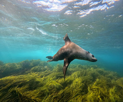 Underwater Safaris
