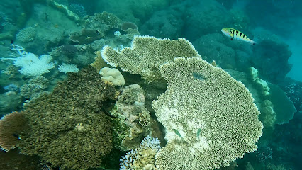 Norman Reef Pontoon