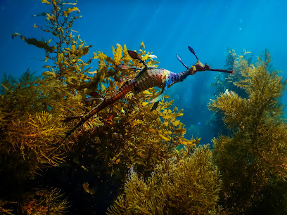 Sapphire Coast Scuba