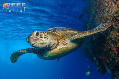 Reef Safari Diving