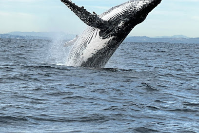 Tweed Gold Coast Dive Charters