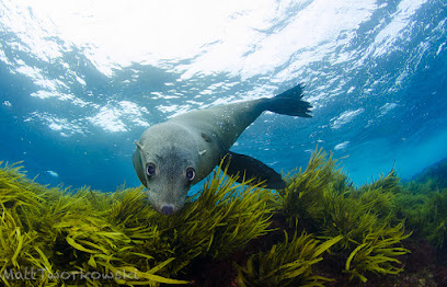 Seal Dive Site