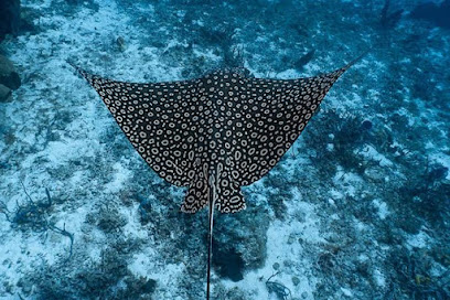 Scuba Obsession