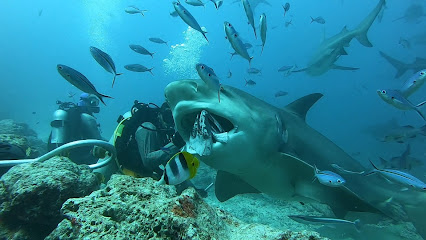 Coral Coast Divers