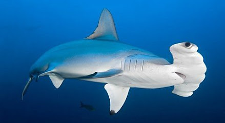 Dive Savusavu