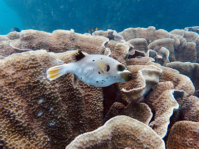 Coconut Beach Dive Center
