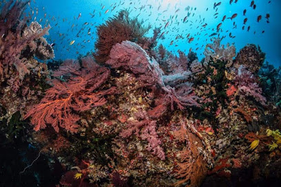 Ring Gold Divers