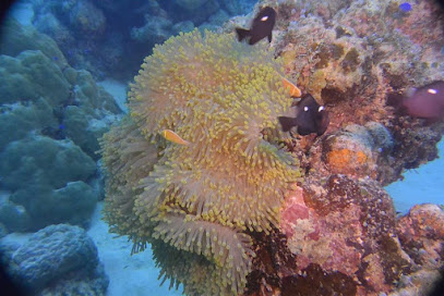 Laidenki Diving and Tours