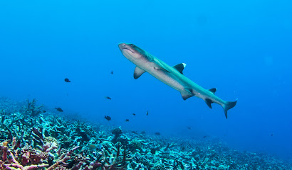 Pirate Diving Service & Guest House