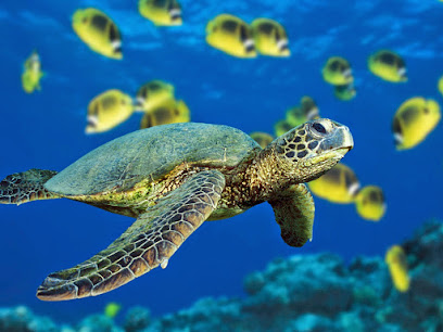 Bubble Junkies Scuba