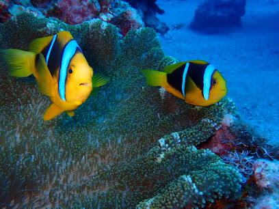 The Dive Institute