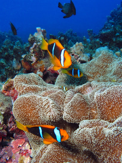 Tinian Dive