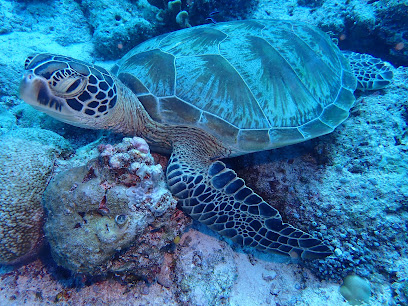 iPalau Dive Center