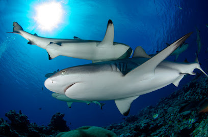 Fish 'n Fins Palau