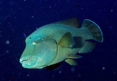 Tahiti Iti Diving