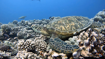 Moorea Blue Diving