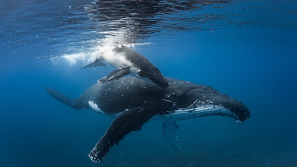 Moorea Underwater Experience