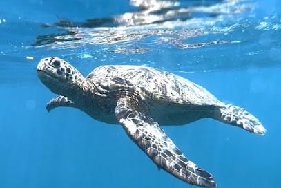 Dive Savaii