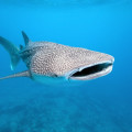 Whale Shark