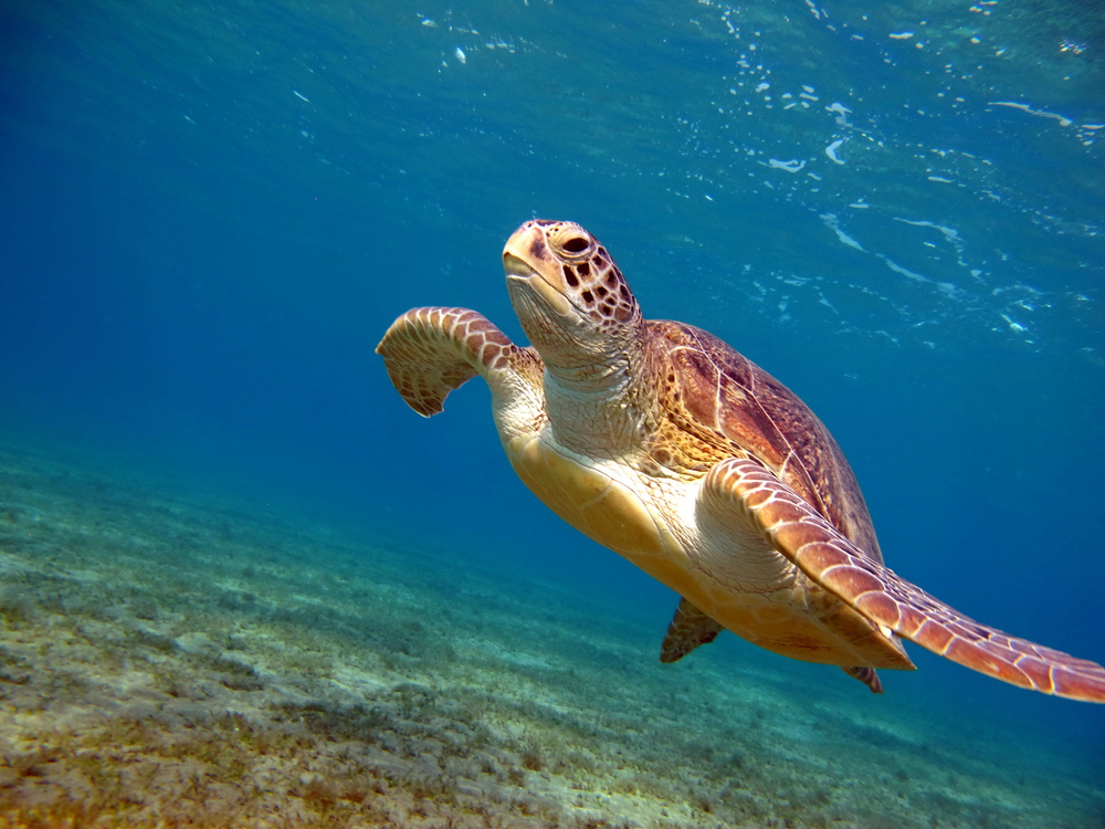 Green Sea Turtle
