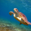 Green Sea Turtle