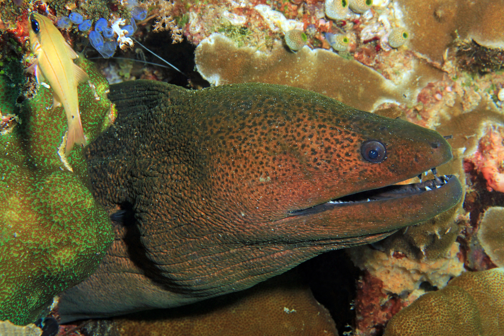 Giant Moray