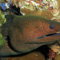 Giant Moray