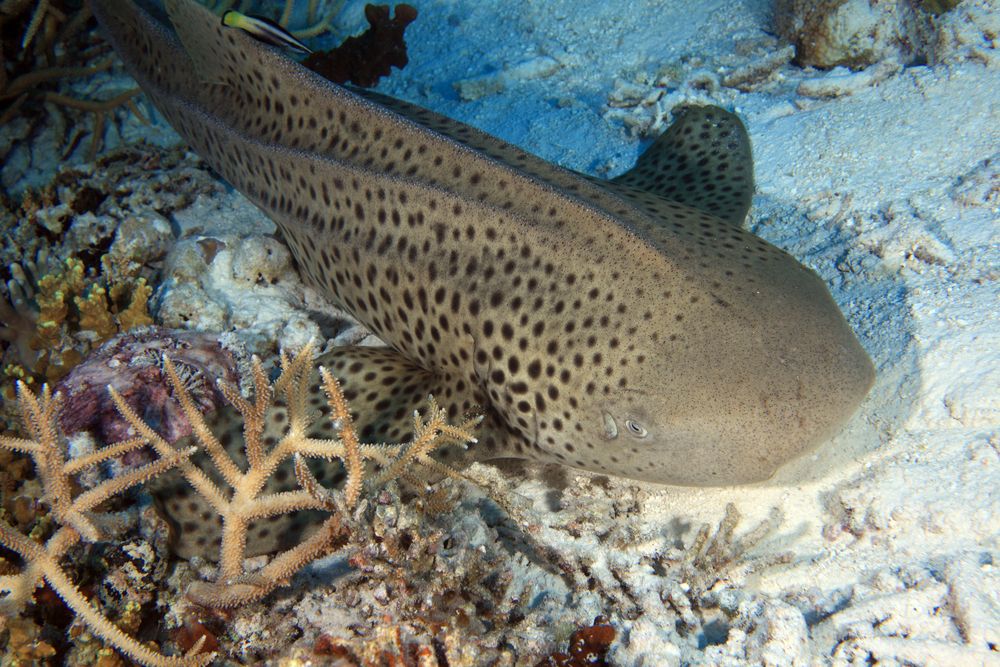 Zebra Shark