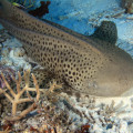 Zebra Shark