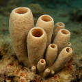 Asconoid Sponges