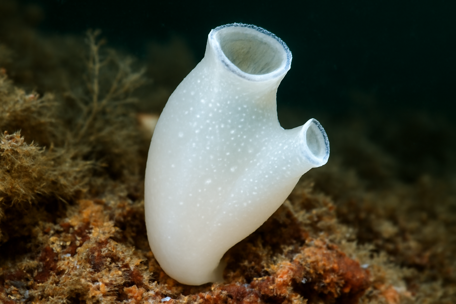 White Sea ascidian