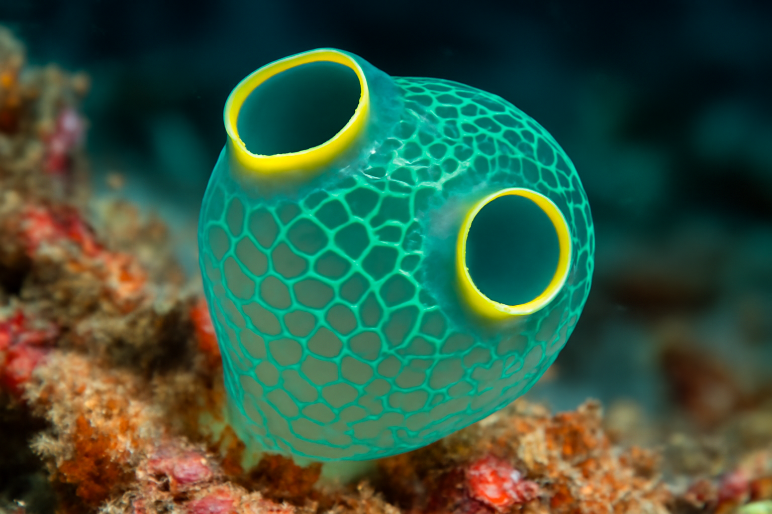 Tropical ascidian
