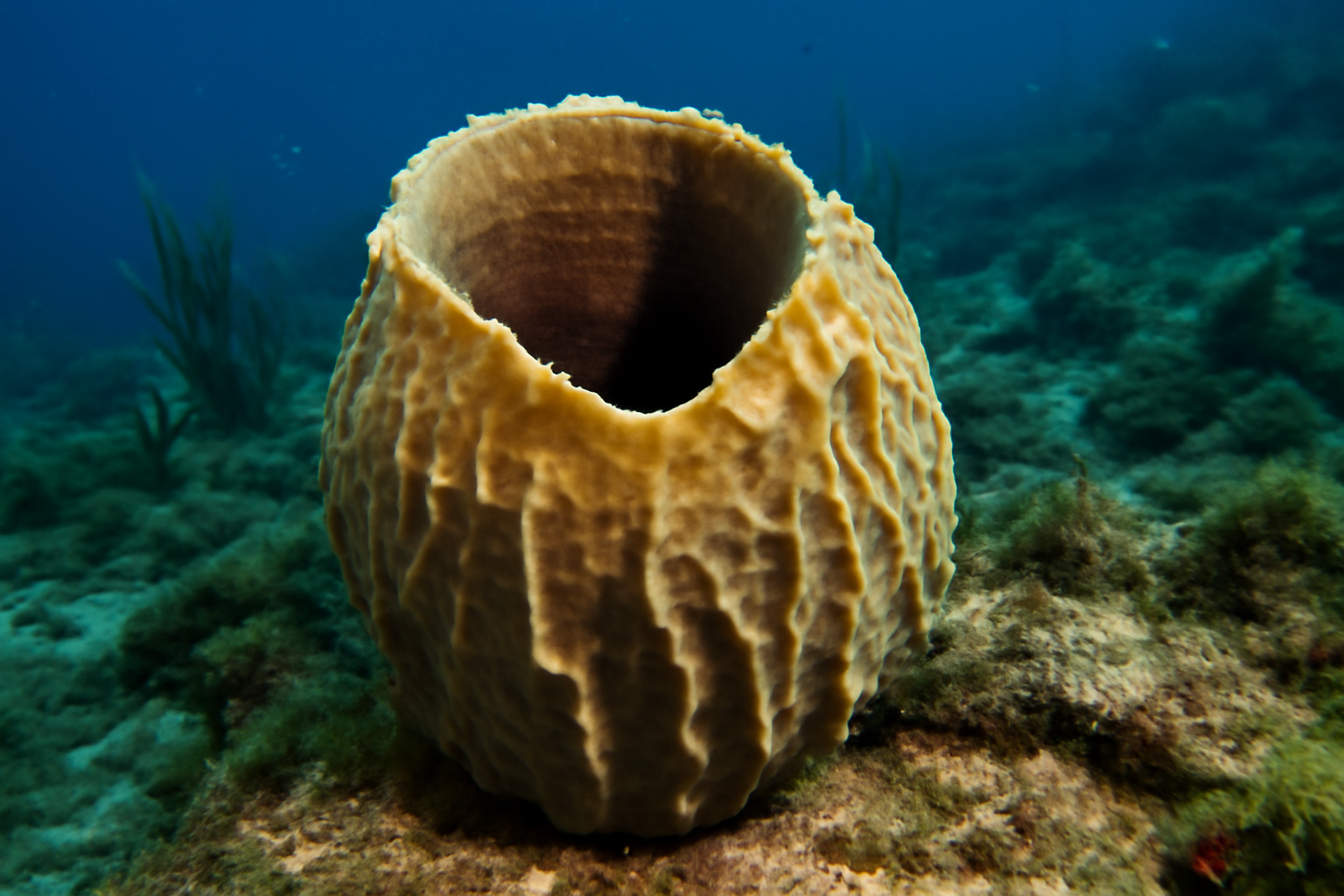Gossea Sponge