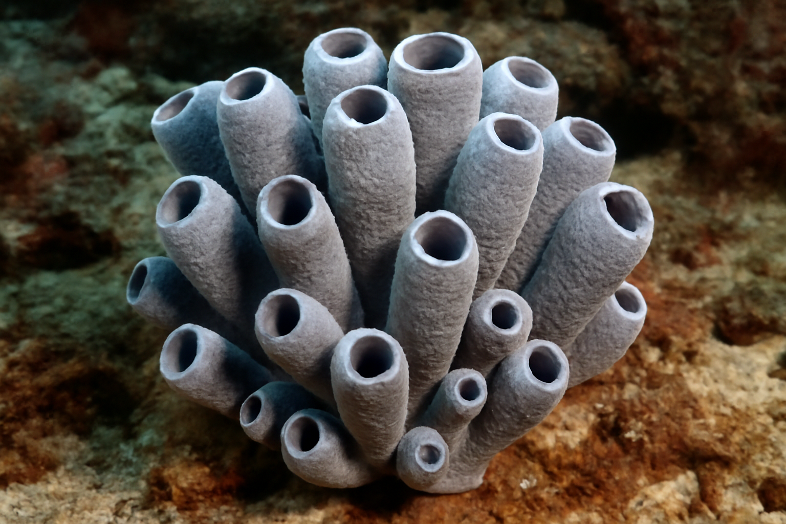 Pulverulenta Sponge