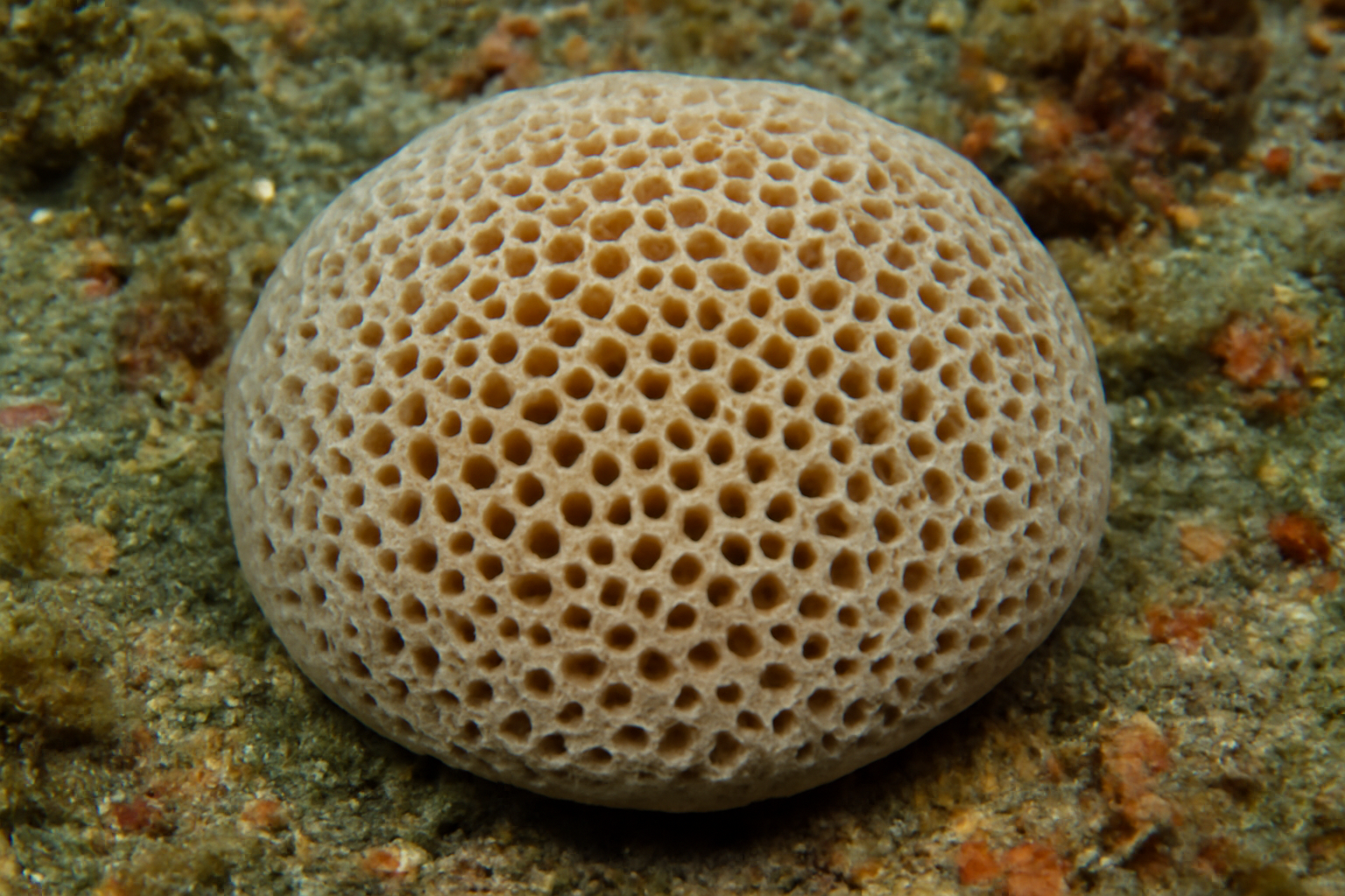 Honeycomb Pumice Sponge