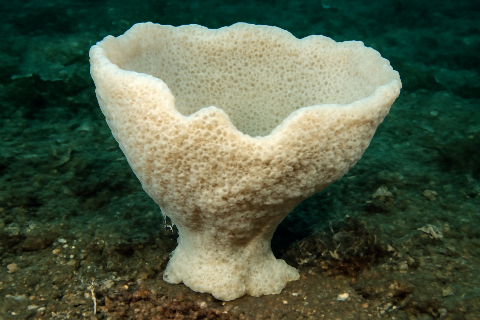 Antarctic Chalk Sponge