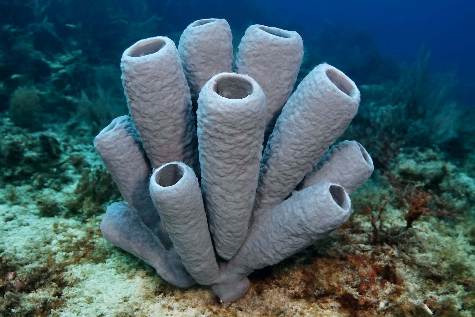 Caribbean Chalk Sponge