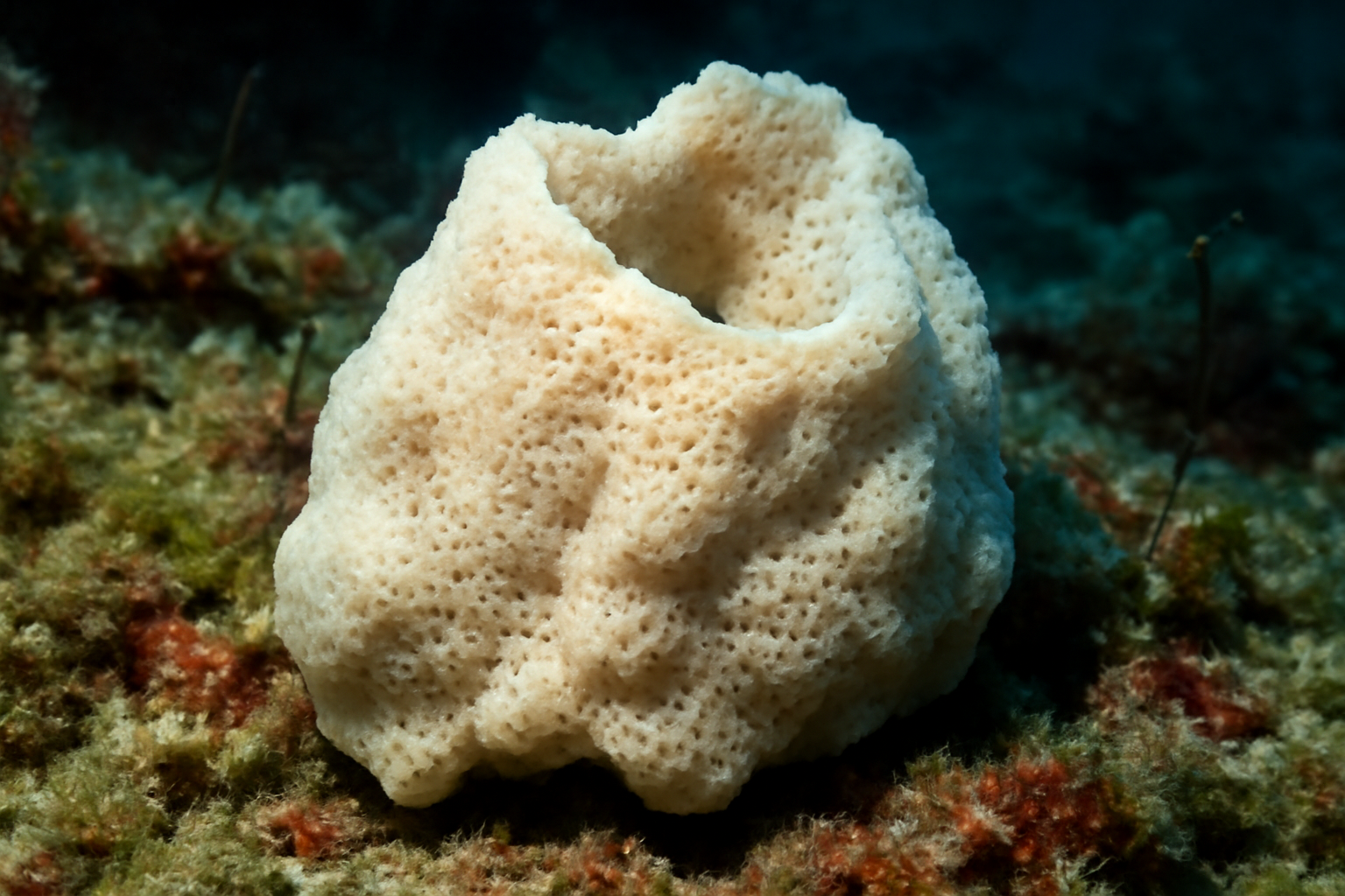 Mediterranean Chalk Sponge