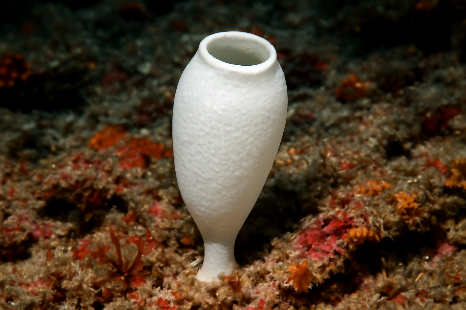 Amphoriscus kudakajimensis Sponge