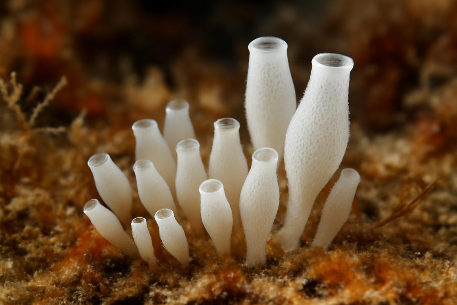 Amphoriscus Pumilus Sponge