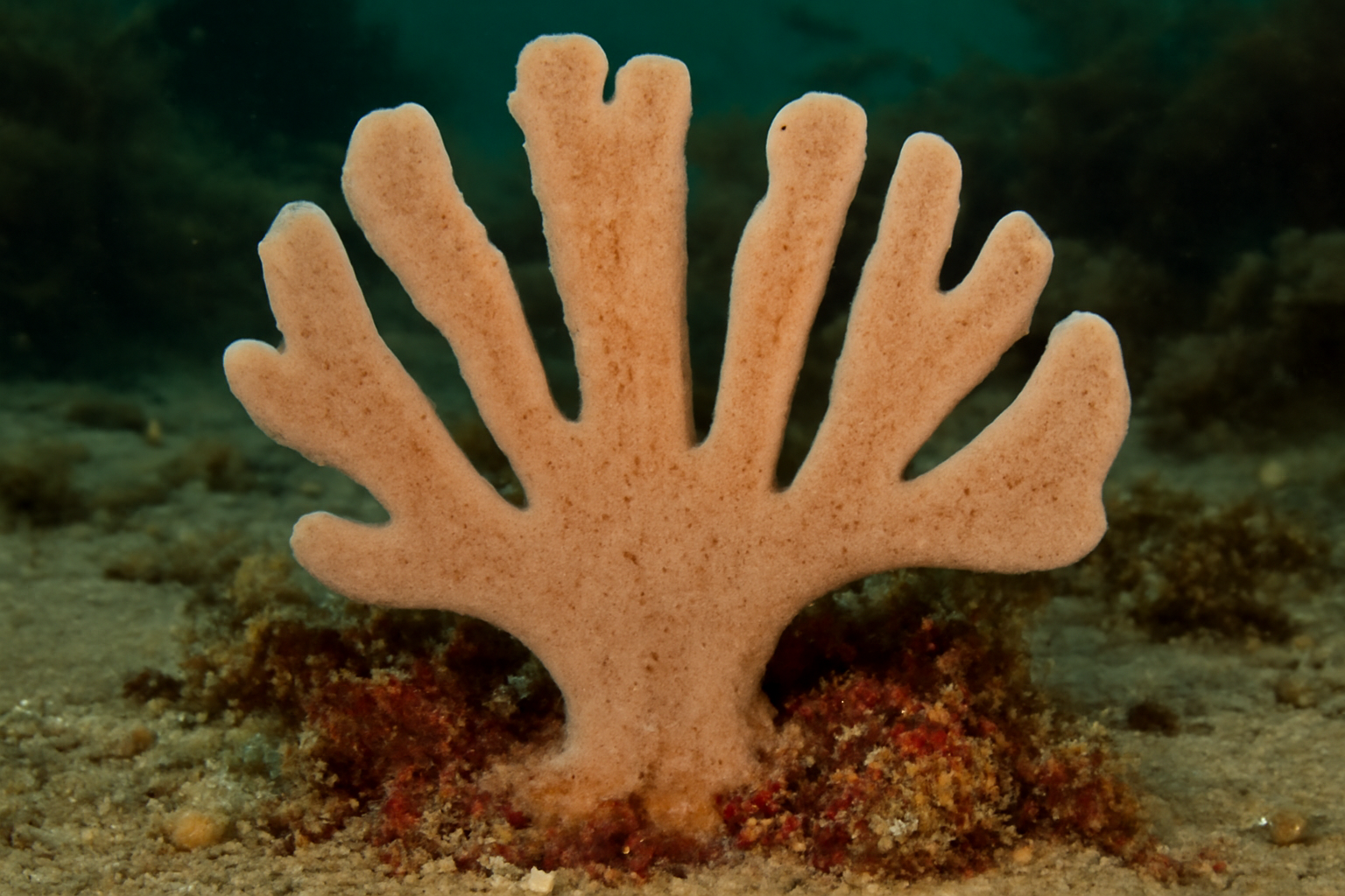 Mermaid's Glove Sponge