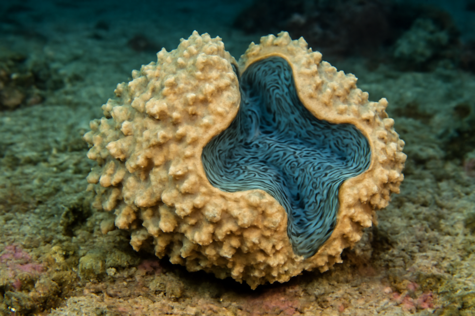 Giant Clam Sponge