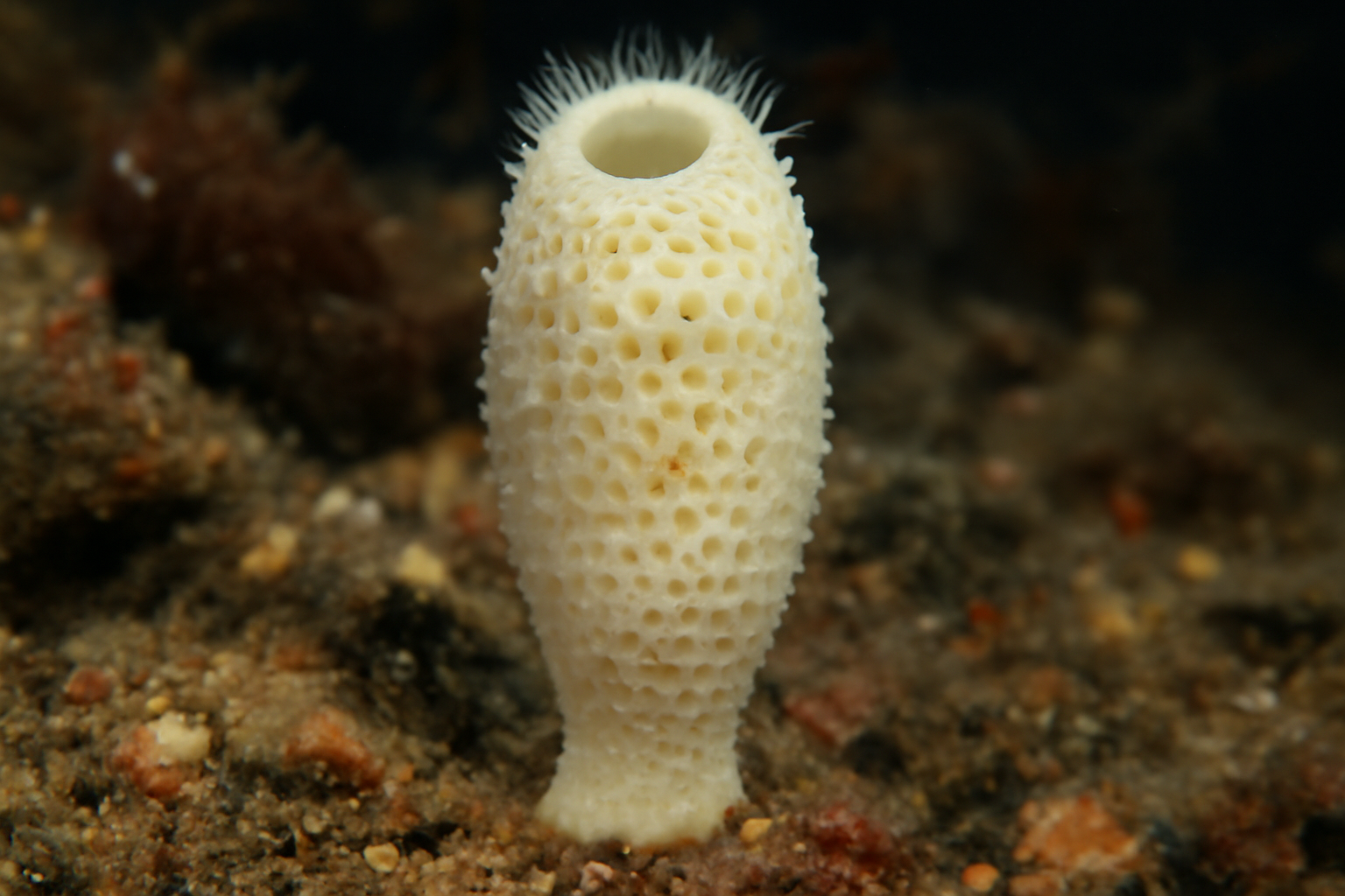 White Pore Sycon