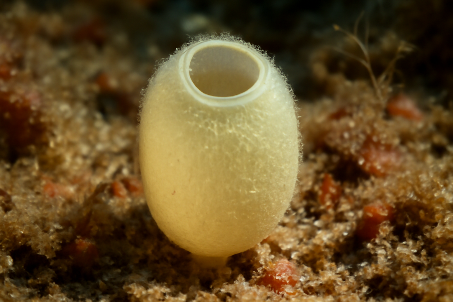 Amphoriscus subrotundus