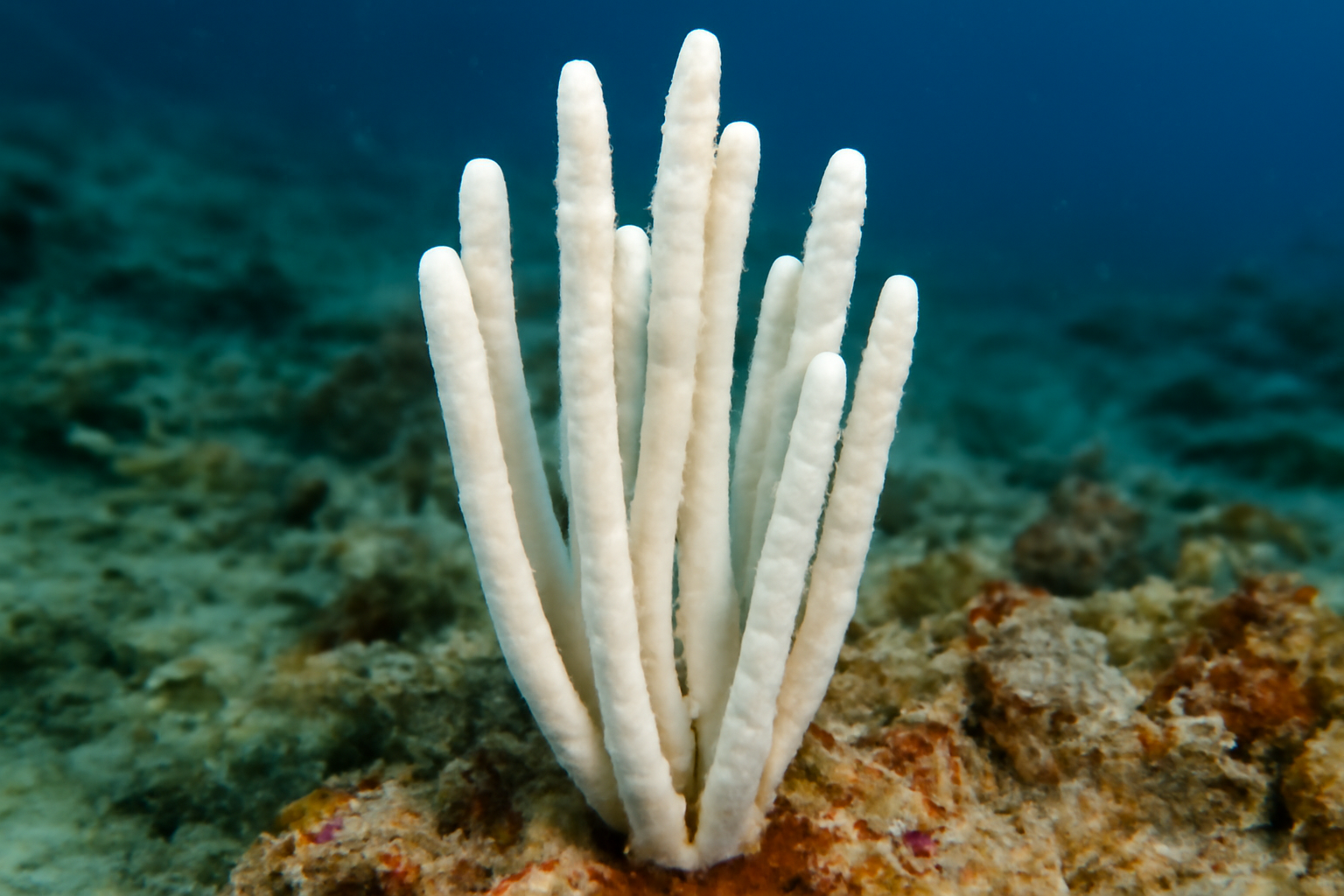 White Pencil Sponge