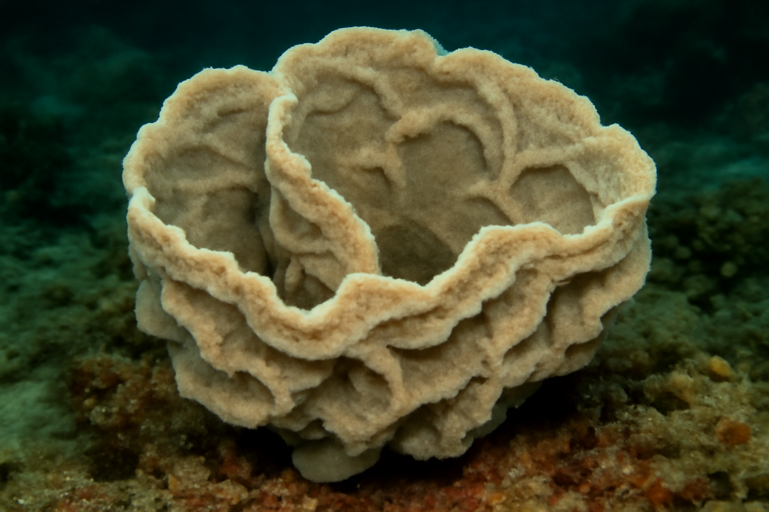 Knotted chalice sponge